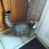 Picture of cat lost at Saint Fort Sur Gironde