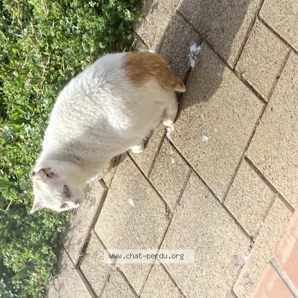 Photo 1/1 Found cat Found in Villeneuve tolosane