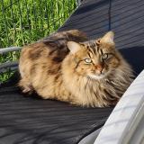 Picture of cat lost at Valdivienne