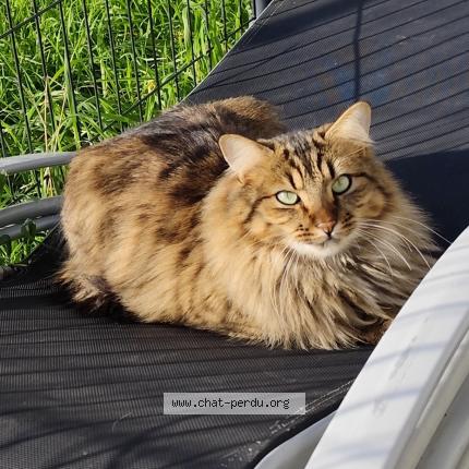 Photo 1/1 Simba Chat lost in Valdivienne