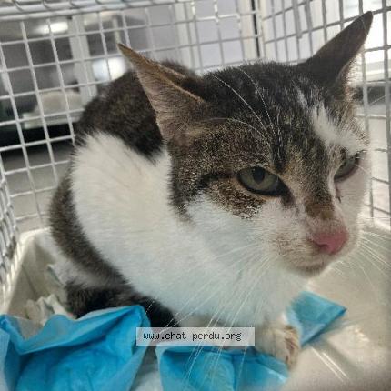 Photo 1/1 Found cat Found in Croix