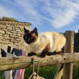 Picture of cat lost at Penmarch