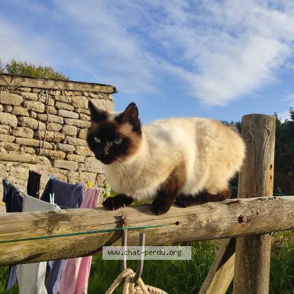 Photo 1/1 Bonnie Chat lost in Penmarch