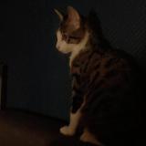 Picture of cat lost at Macon