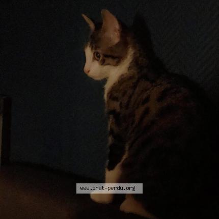 Photo 1/1 Chaussette Mio Chat lost in Macon