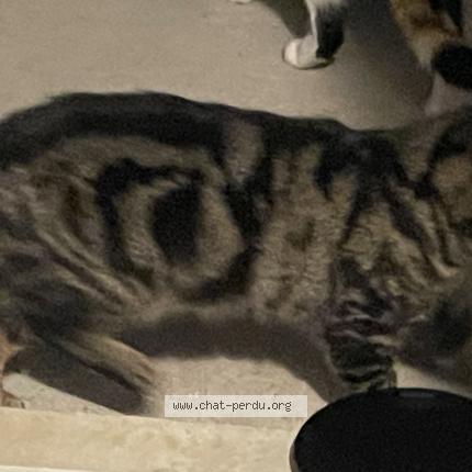 Photo 1/1 Found cat Found in Nanterre