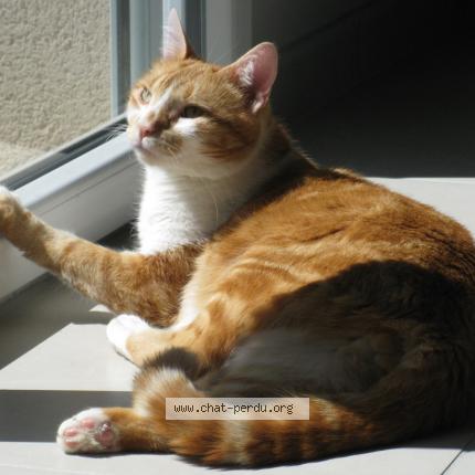 Photo 1/1 TIKY Chat lost in La verpilliere