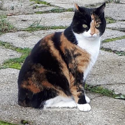 Photo 1/1 Smarties Chat lost in St etienne du rouvray