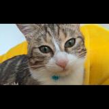 Picture of cat lost at Saint Martin D Heres