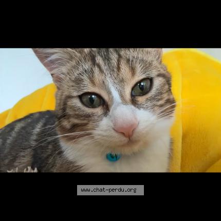 Photo 1/1 Cat reunited Lost in Saint martin d heres