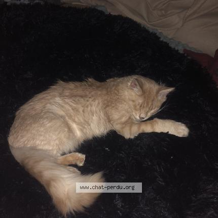 Foto 1/1 Kat teruggevonden Vermist in Jupille Sur Meuse
