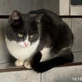 Picture of cat lost at Furdenheim