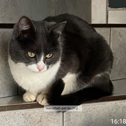 Photo 1/1 Orea Chat lost in Furdenheim