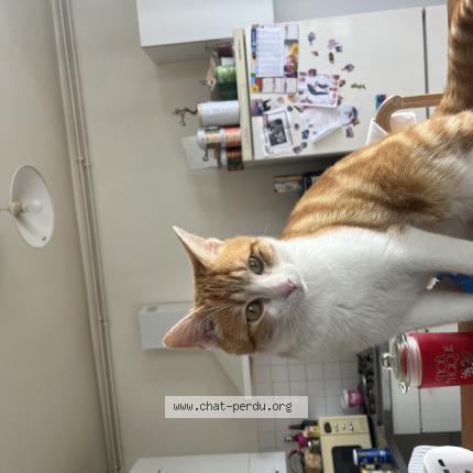 Photo 1/1 Found cat Found in Sublaines