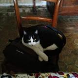 Picture of cat lost at Etampes