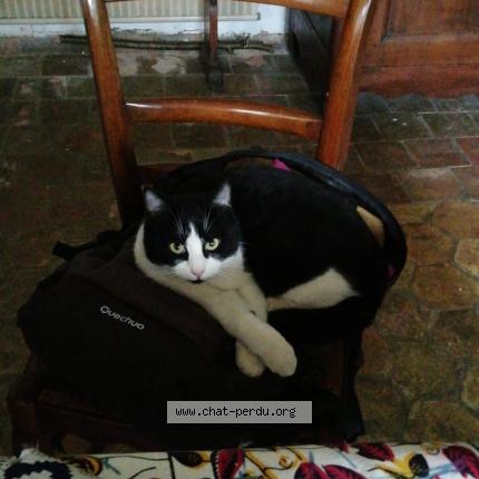 Photo 1/1 Pierrot Chat lost in Etampes