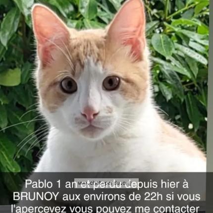 Photo 1/1 PABLO Chat lost in Brunoy