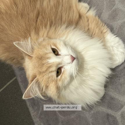 Foto 1/1 Kat teruggevonden Vermist in Braine L Alleud