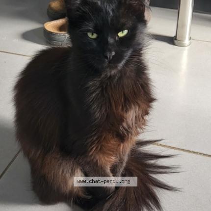 Photo 1/1 Hytech Chat lost in Evin malmaison