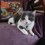 Picture of cat found at Pouriers