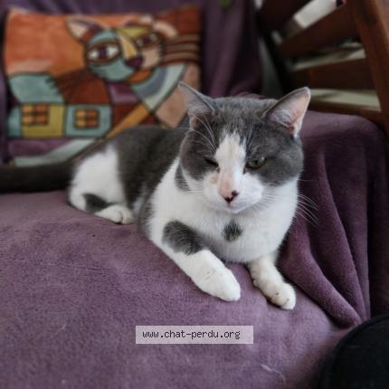 Photo 1/1 Found cat Found in Pouriers