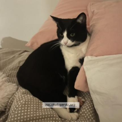 Photo 1/3 Kiara Chat lost in Lentilly