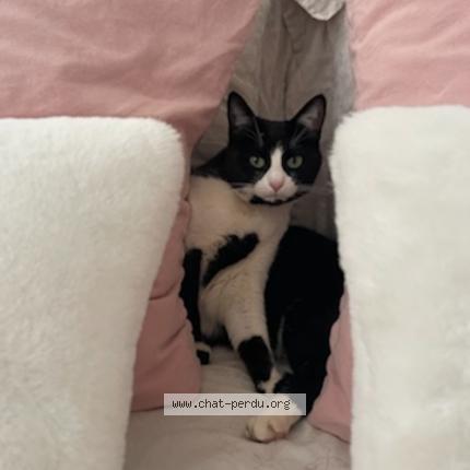 Photo 2/3 Kiara Chat lost in Lentilly