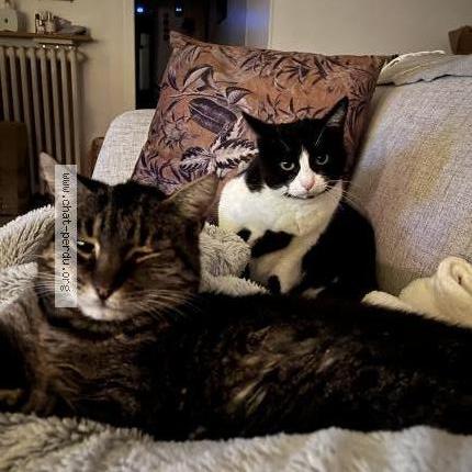 Photo 3/3 Kiara Chat lost in Lentilly