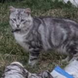 Picture of cat lost at Gaillac