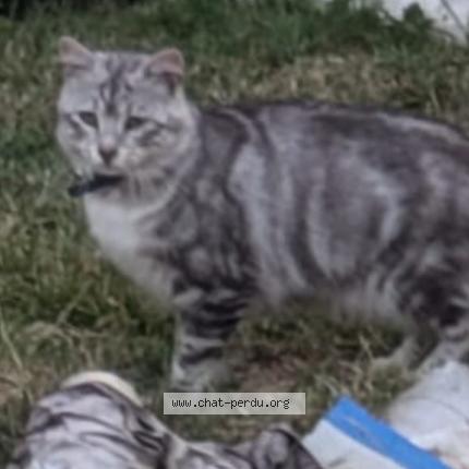 Photo 1/1 Minouche Chat lost in Gaillac