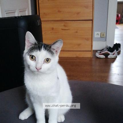 Photo 1/1 Nina Chat lost in Les aynans