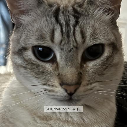Foto 1/1 Wiedergefundene Katze Verloren in Colombier
