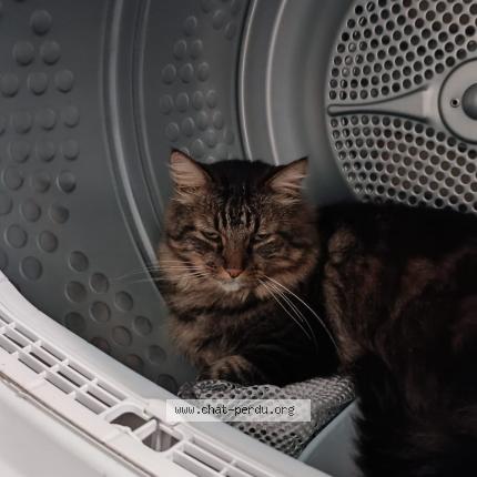 Photo 1/1 Link Chat lost in Negrepelisse