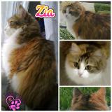 Picture of cat lost at Pontivy