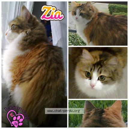 Photo 1/1 zia Chat lost in Pontivy