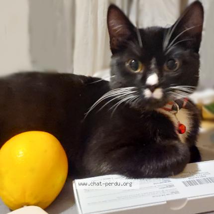 Photo 1/1 Pilou Chat lost in Choisy le roi