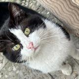 Picture of cat found at Roubaix