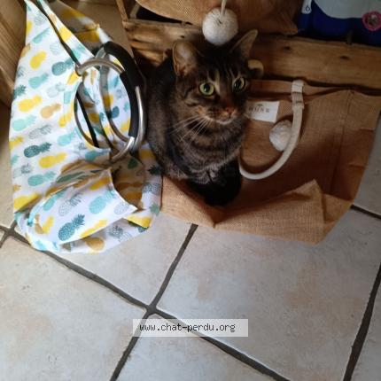 Photo 1/1 Douce Chat lost in Vacqueyras