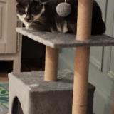 Picture of cat lost at Jussac