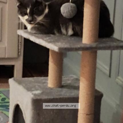 Photo 1/1 Pesto Chat lost in Jussac