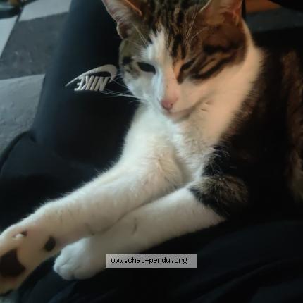 Photo 1/1 BOOMY Chat lost in Besancon