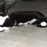 Picture of cat lost at Berson