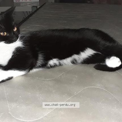 Photo 1/1 mimine Chat lost in Berson