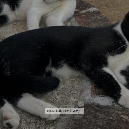 Photo 1/1 Naxos Chat lost in Isneauville