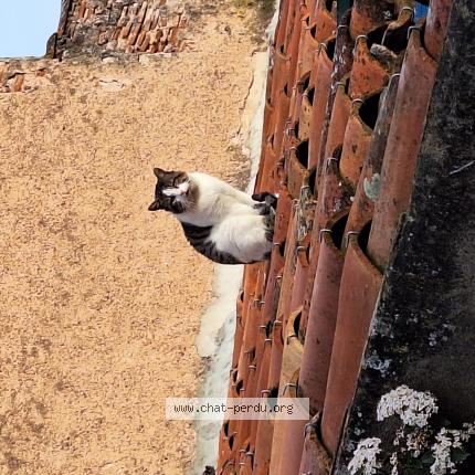 Photo 1/1 Found cat Found in Castres