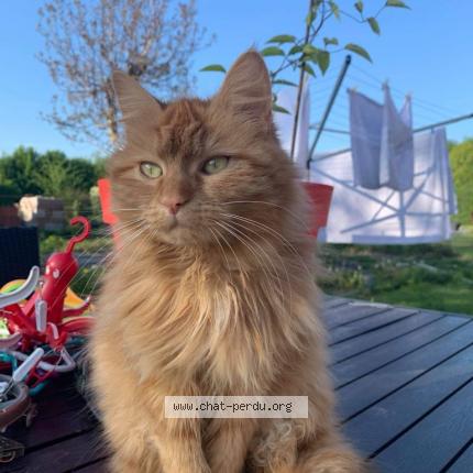 Photo 1/1 Cookie Chat lost in Fampoux