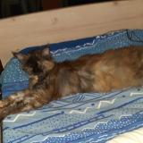 Picture of cat lost at Teille