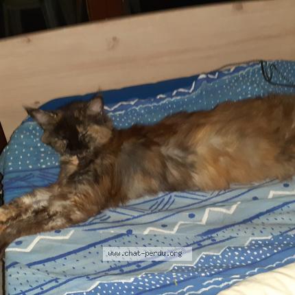 Photo 1/1 Nisia Chat lost in Teille