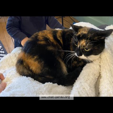 Photo 1/1 Prunelle Chat lost in Tours