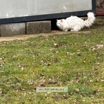 Photo 1/1 Found cat Found in Mitry mory